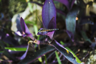 Close-up of insect on purple flower