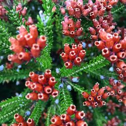 Close-up of red flowers