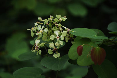 Close-up of flowering plant