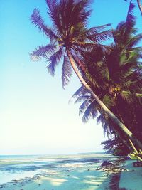 Palm tree by sea against clear sky