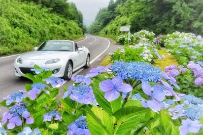 Blue flowers on road amidst plants