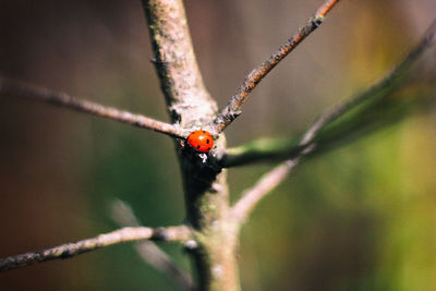 Close-up of ladybug on leaf