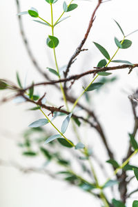 Close-up of fresh green plant