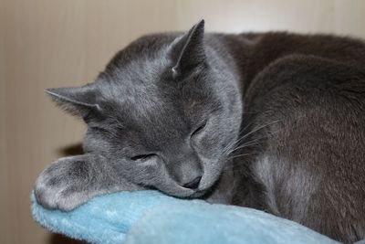 Close-up of cat sleeping