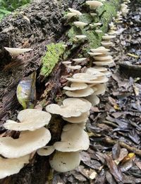 fungus