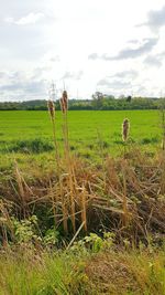 Scenic view of agricultural field against sky