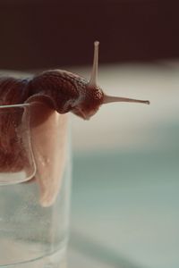 Close-up of snail