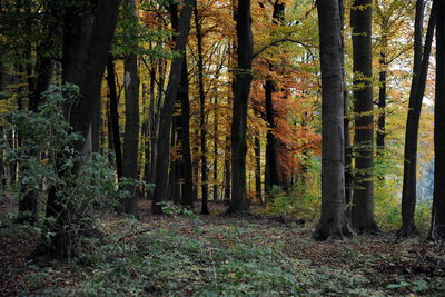 Trees in forest during autumn