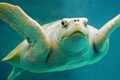 Close-up of turtle in sea