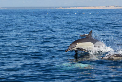 A common dolphin in algoa bay, port elizabeth