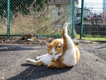 Portrait of stray cat on street