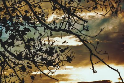 Low angle view of silhouette tree against sunset sky