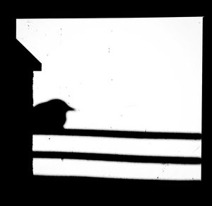 Close-up of cat