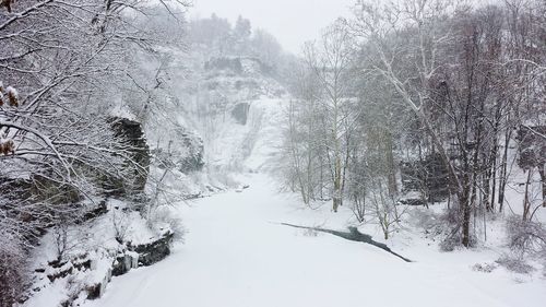 Bare trees on snow covered landscape