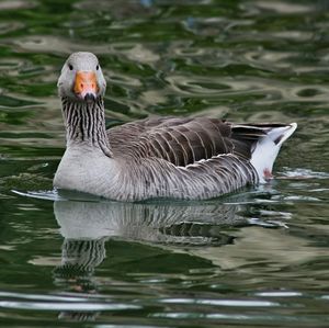 Close-up of duck swimming in lake