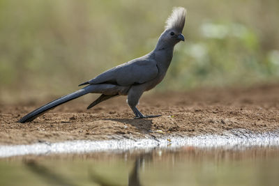 Close-up of bird perching on field