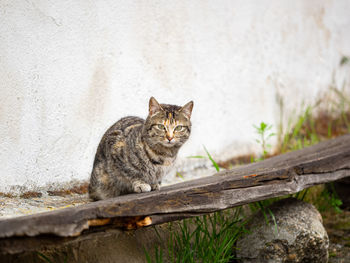 Portrait of cat sitting outdoors