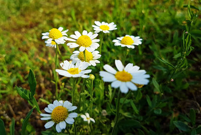 Close-up of white daisy flowers on field