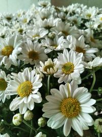 Close-up of white daisy flowers