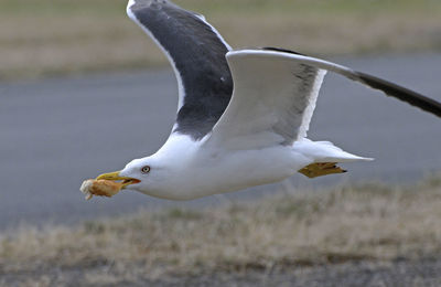 Close-up of seagull flying