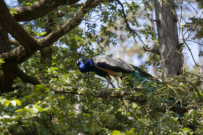 Side view of peacock perching on branch