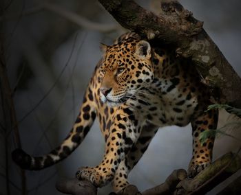 Low angle view of leopard on tree trunk