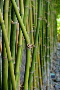 Broken bamboo trunk in japanese garden.