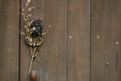 Close-up of snake on wood