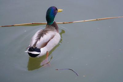 Duck swimming on lake