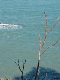 High angle view of bare tree by sea
