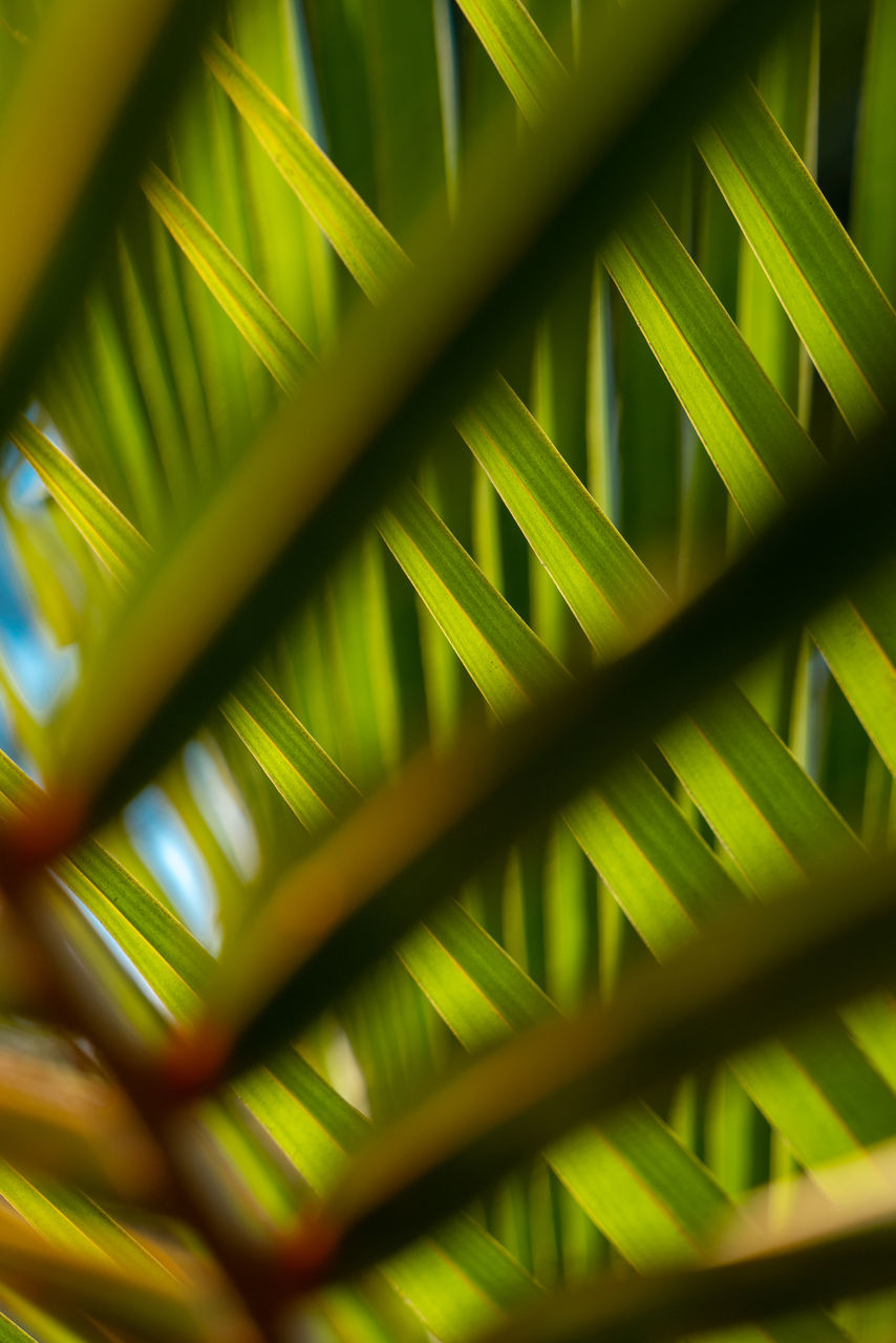 green, palm leaf, palm tree, yellow, leaf, grass, plant part, sunlight, plant, tropical climate, frond, nature, growth, no people, beauty in nature, close-up, backgrounds, tree, branch, pattern, macro photography, full frame, line, flower, outdoors, day, abstract