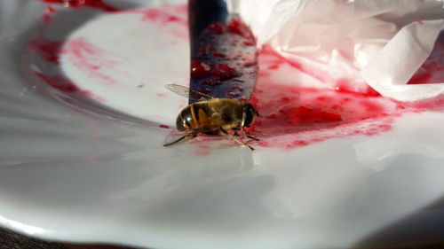 Close-up of insect on water