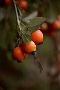 Close-up of tomatoes growing on tree