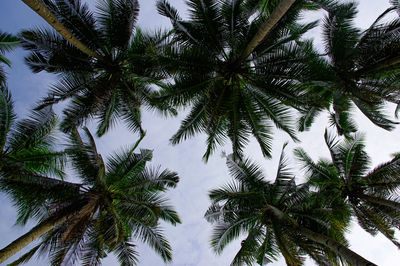 Low angle view of palm trees against sky