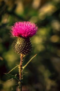 Close-up of thistle