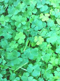 Full frame shot of green leaves