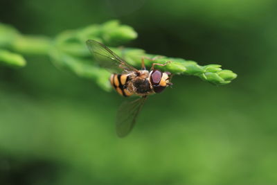 Close-up of honey bee on plant