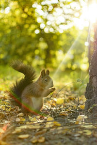 Close-up of squirrel in forest