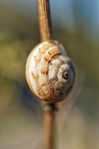 snail