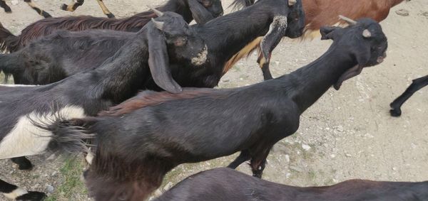 Close-up of a horse on field