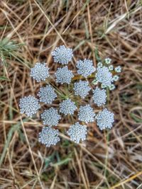 Close-up of plants growing in field