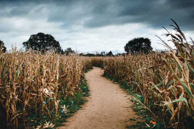 Plants growing on field against sky