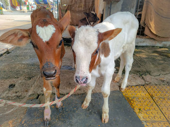 Portrait of cows