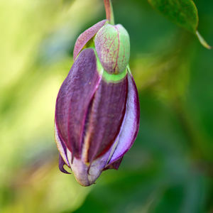 Close-up of purple flowering plant