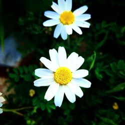 Close-up of white daisy flower