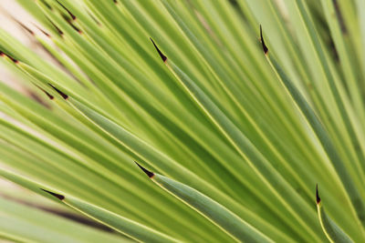 Full frame shot of palm leaves