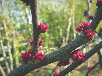 Close-up of flower growing on tree