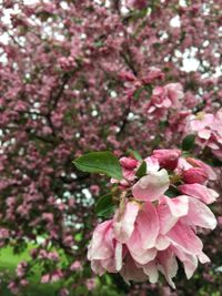 Close-up of pink flowers blooming on tree