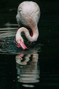 Flamingo reflection