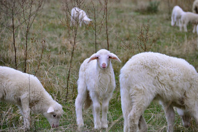 Sheep in a field